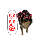 りんちゃんは犬です3（個別スタンプ：3）