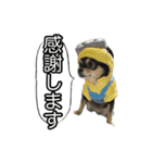 りんちゃんは犬です3（個別スタンプ：4）