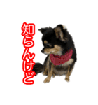 りんちゃんは犬です3（個別スタンプ：5）