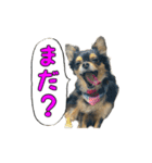 りんちゃんは犬です3（個別スタンプ：6）