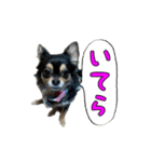 りんちゃんは犬です3（個別スタンプ：7）