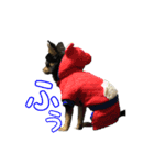 りんちゃんは犬です3（個別スタンプ：8）