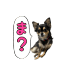 りんちゃんは犬です3（個別スタンプ：9）