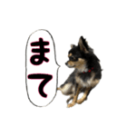 りんちゃんは犬です3（個別スタンプ：10）