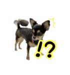 りんちゃんは犬です3（個別スタンプ：11）