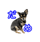 りんちゃんは犬です3（個別スタンプ：12）