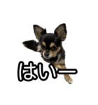 りんちゃんは犬です3（個別スタンプ：13）