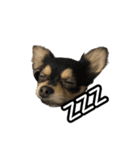 りんちゃんは犬です3（個別スタンプ：14）