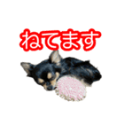 りんちゃんは犬です3（個別スタンプ：15）