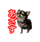 りんちゃんは犬です3（個別スタンプ：16）