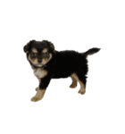 りんちゃんは犬です3（個別スタンプ：17）