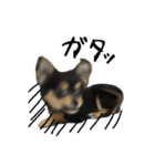 りんちゃんは犬です3（個別スタンプ：18）