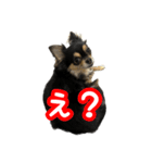 りんちゃんは犬です3（個別スタンプ：24）