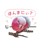 モモイロインコのスタンプ(神戸弁＆関西弁)（個別スタンプ：20）