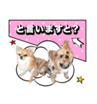 みんなの胡桃さんスタンプ（個別スタンプ：3）