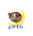 縞三毛猫ひなちゃん（個別スタンプ：4）