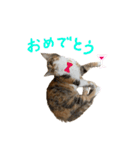 縞三毛猫ひなちゃん（個別スタンプ：7）