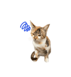 縞三毛猫ひなちゃん（個別スタンプ：9）