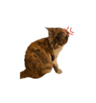 縞三毛猫ひなちゃん（個別スタンプ：10）