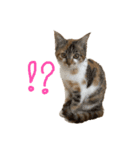 縞三毛猫ひなちゃん（個別スタンプ：14）