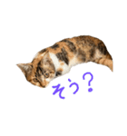 縞三毛猫ひなちゃん（個別スタンプ：15）
