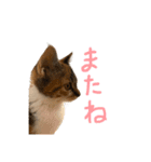 縞三毛猫ひなちゃん（個別スタンプ：16）