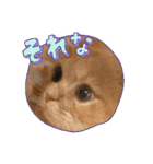 カノアとルアナ（個別スタンプ：5）