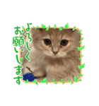 カノアとルアナ（個別スタンプ：7）