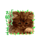 カノアとルアナ（個別スタンプ：16）