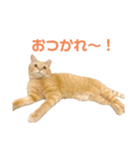 使いやすいタルスタンプ（個別スタンプ：7）