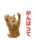 使いやすいタルスタンプ（個別スタンプ：8）