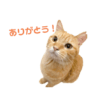 使いやすいタルスタンプ（個別スタンプ：9）