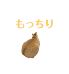 使いやすいタルスタンプ（個別スタンプ：21）