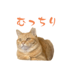 使いやすいタルスタンプ（個別スタンプ：22）