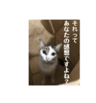 猫スタンプ日常3（個別スタンプ：1）