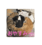 猫スタンプ日常3（個別スタンプ：2）