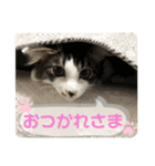 猫スタンプ日常3（個別スタンプ：3）