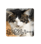 猫スタンプ日常3（個別スタンプ：9）