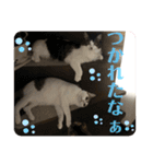 猫スタンプ日常3（個別スタンプ：10）