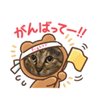 猫スタンプ日常3（個別スタンプ：11）