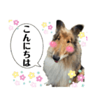 コリー犬のみスタンプ（個別スタンプ：2）