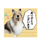 コリー犬のみスタンプ（個別スタンプ：6）