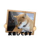 愛犬茶々no4（個別スタンプ：1）