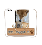 愛犬茶々no4（個別スタンプ：16）