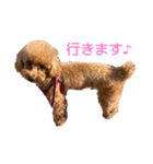 トイプ ポアロ2（個別スタンプ：6）