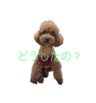 トイプ ポアロ2（個別スタンプ：8）