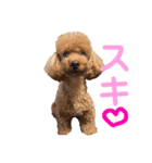 トイプ ポアロ2（個別スタンプ：11）