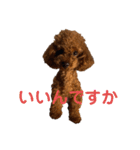 トイプ ポアロ2（個別スタンプ：13）