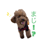 トイプ ポアロ2（個別スタンプ：16）