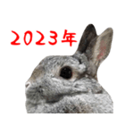 ポップアップ！うさぎ年賀スタンプ【2023】（個別スタンプ：21）